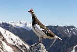 Male ptarmigan in summer plumage on Mount Tsubakuro, Japan