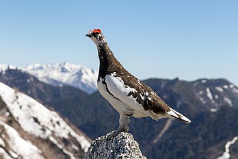 Lagópode-branco (Lagopus muta japonica) com plumagem de verão no monte Tsubakuro, Nagano, Japão (definição 5 184 × 3 456)