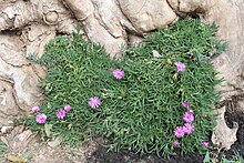 Lampranthus spectabilis 1.JPG