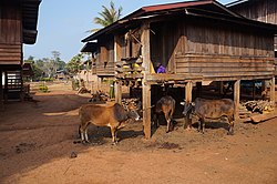 Dans les villages du Plateau des Bolovens