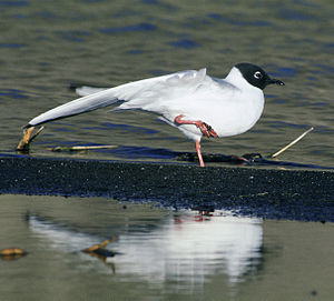 Bonaparte gull in splendid dress