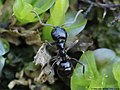 Lasius fuliginosus (Latreille, 1798)