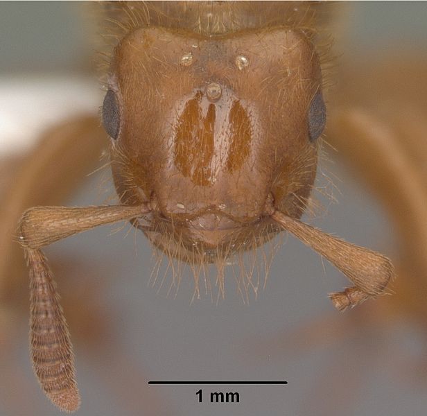 File:Lasius latipes casent0102771 head 1.jpg