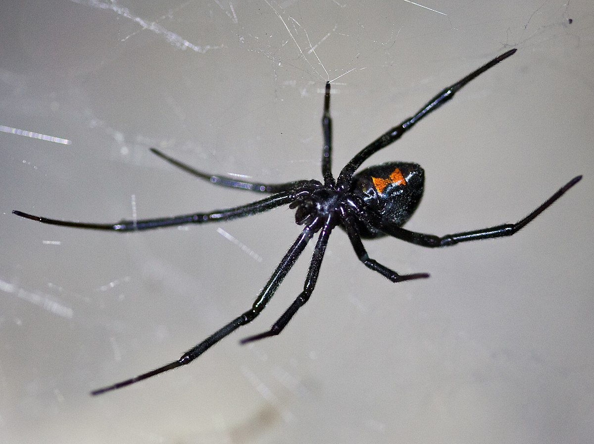 Florida Spiders Identification Chart