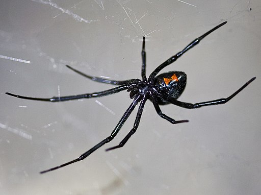 Latrodectus hesperus Berkeley, California