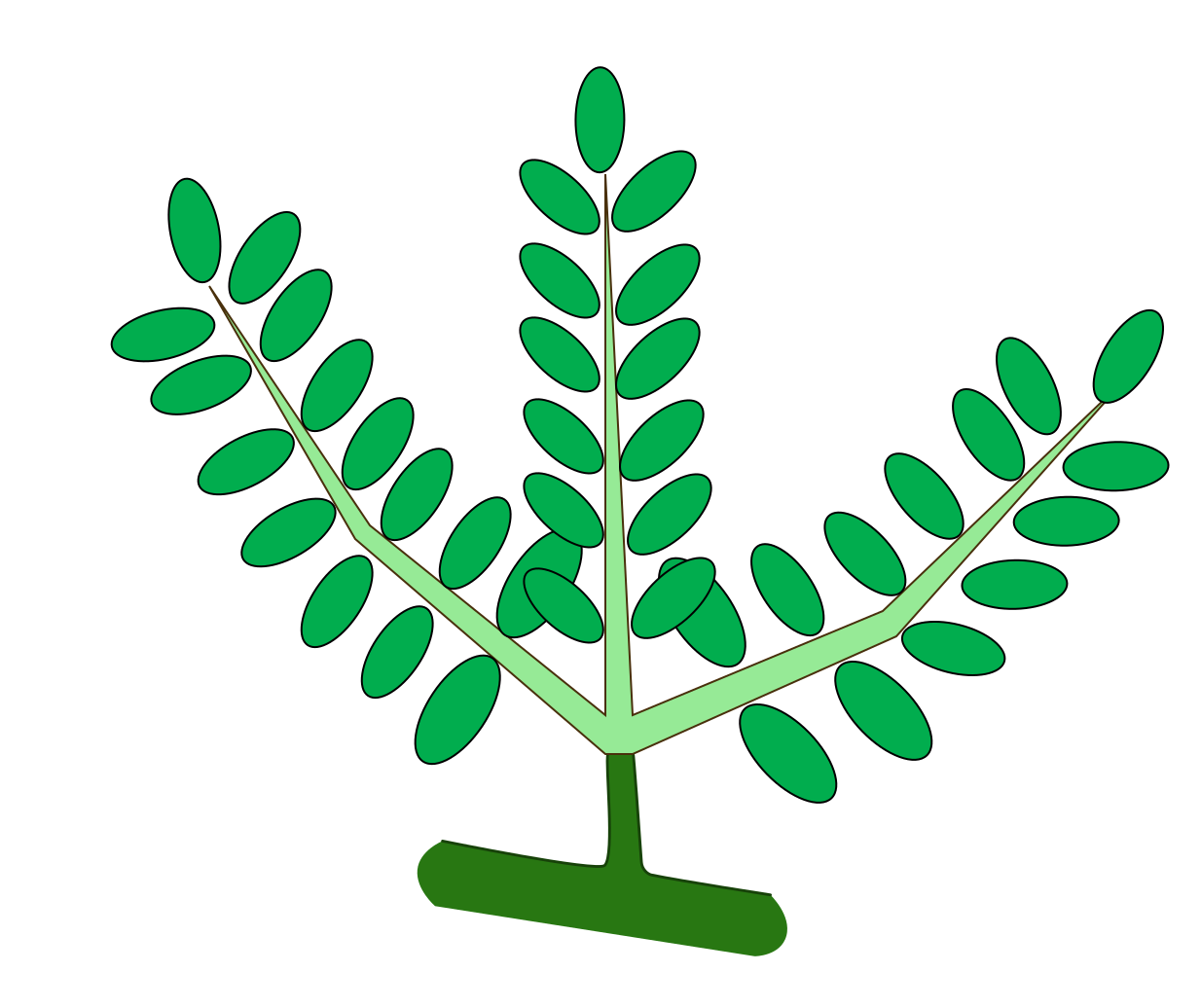 Листья на латыни. Листевик. Предки растения имели простые, а не тройчатые листья. Plant svg html.