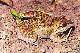 Leptodactylus fuscus01b.jpg
