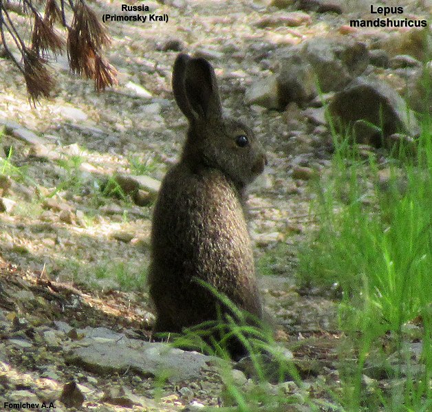 File:Lepus mandshuricus 50094956.jpg