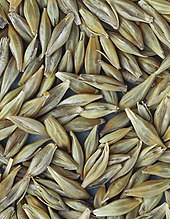 Grains of barley Les Plantes Cultivades. Cereals. Imatge 3219.jpg