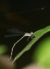 Lestes dorothea female