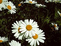 Leucanthemum ircutianum