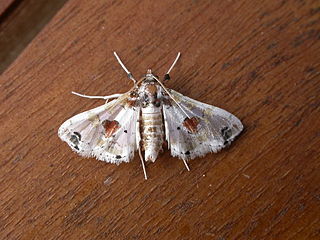 <i>Leucinodes orbonalis</i> Species of moth
