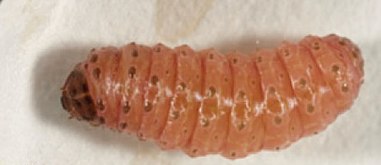 Late instar larva