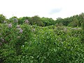 Lilac grove, Dykanskyi Landscape Park (10.05.19) 03.jpg