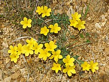 Linaceae - Linum campanulatum-3.JPG