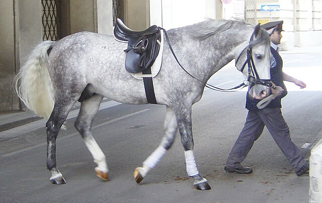 A young gray Lipizzan horse. Grays are typically born a darker color, and their hair coat will be pure white before they are 10 years old as they age