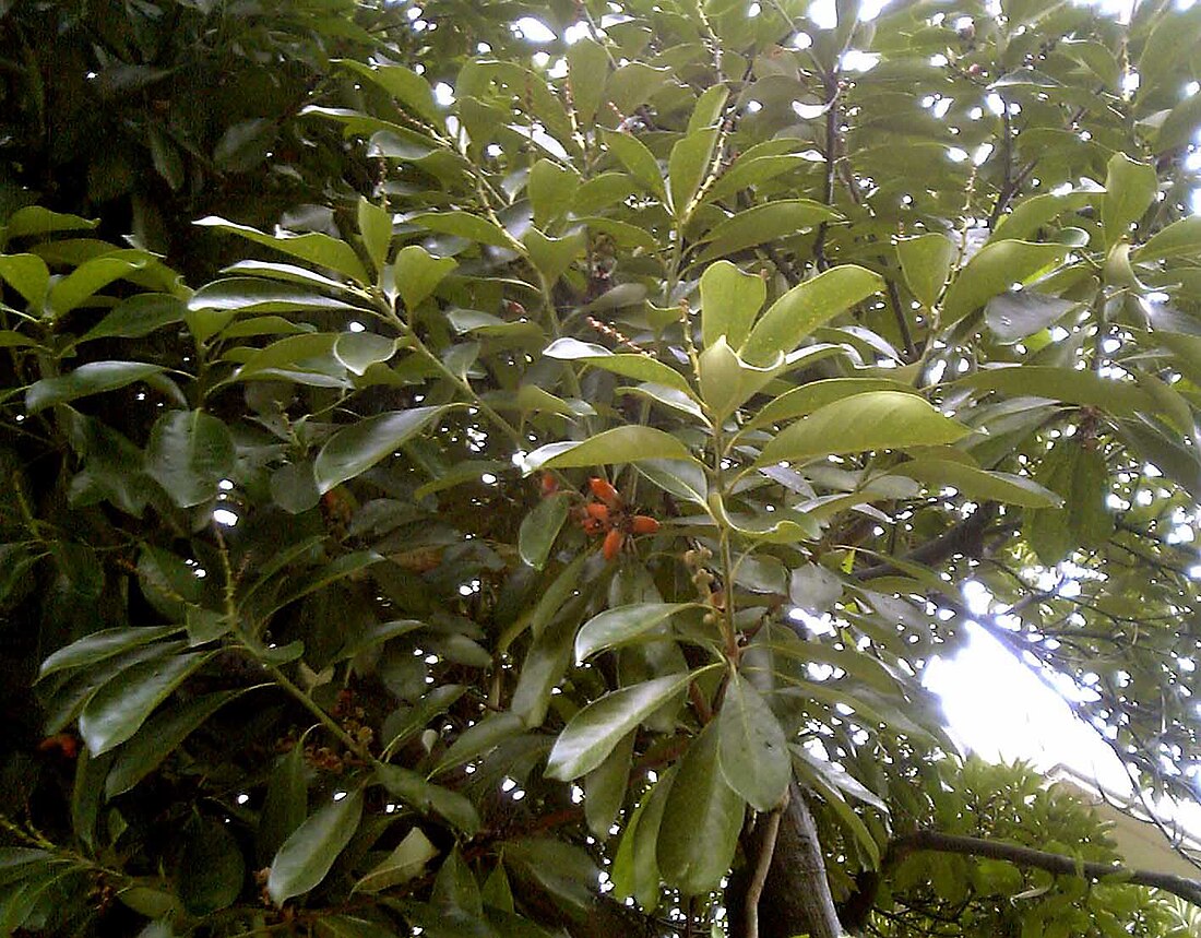 Lithocarpus