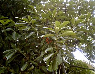 Lithocarpus edulis