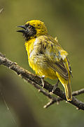 Little Weaver - Baringo - Kenya NH8O1263 (22229369863).jpg