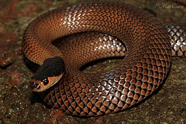 Little Whip Snake (Parasuta flagellum) (9038903489) .jpg