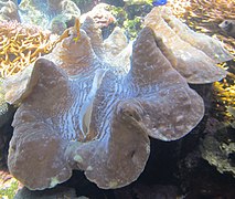 Giant clam in Waikiki Aquarium, Honolulu, Hawaii, United States