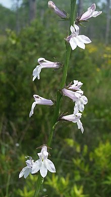 Lobelia floridana diimpor dari iNaturalist foto 40826666 pada tanggal 22 Maret 2020.jpg