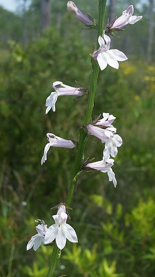 <i>Lobelia floridana</i> Species of flowering plant
