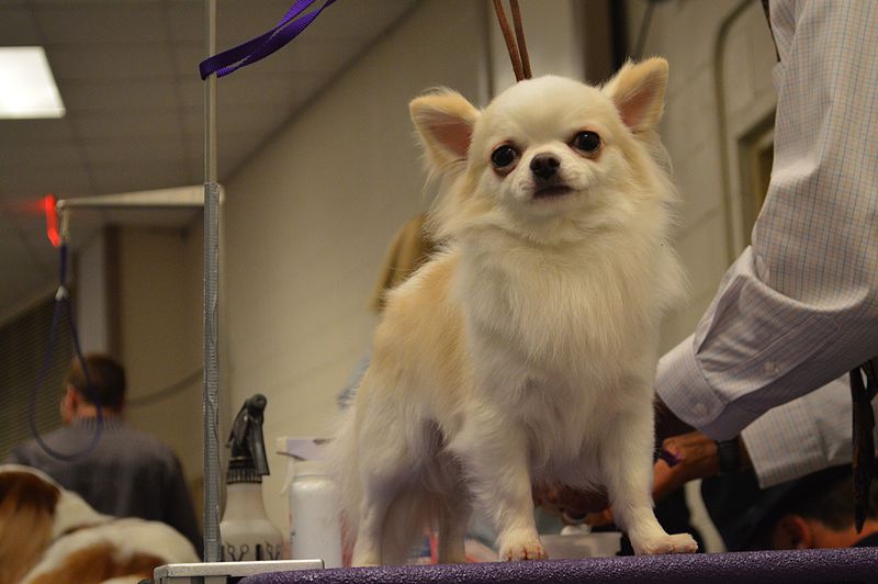 File:Long Coat Chihuahua - Ch Dazzles Touch Of Midas 1 (16602373985).jpg