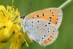 Hun af arten kærguldvinge (Lycaena dispar)