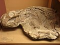 Lystrosaurus-fossiili museossa Yhdysvalloissa