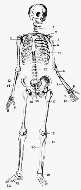 腸骨 Wikipedia