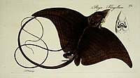 Longheaded eagle ray