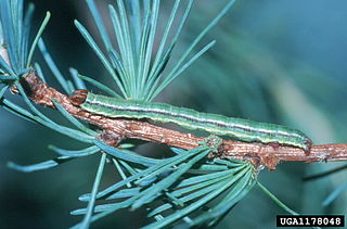 <i>Macaria oweni</i> Species of moth