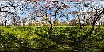 Magnolia, Schlosspark Biebrich