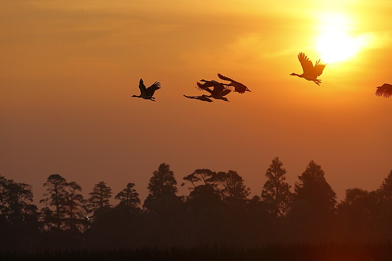 File:Magpie Geese and Sun - Lake Wendouree.jpg