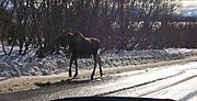 this yearling was probably recently chased off by its mother