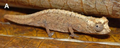 Male Brookesia tristis from Montagne des Français.png