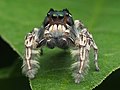 * Nomination Adult male Phidippus putnami jumping spider --Nosferattus 03:28, 8 July 2021 (UTC) * Promotion  Oppose Too little detail, sorry. --Nefronus 05:59, 9 July 2021 (UTC)  Comment I take my vote back and shall let others decide. --Nefronus 06:28, 11 July 2021 (UTC)  Support OK for QI --Charlesjsharp 16:53, 12 July 2021 (UTC)