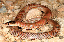 Cobra-de-cabeça-preta Mallee (Parasuta spectabilis) (9388336127) .jpg