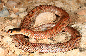 Mallee Black-headed Snake (Parasuta spectabilis) (9388336127) .jpg açıklaması.
