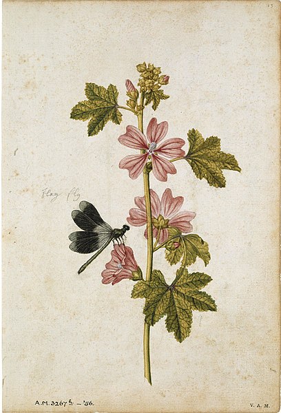 File:Mallow and Damselfly.jpg