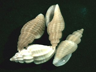 <i>Mangelia striolata</i> Species of gastropod