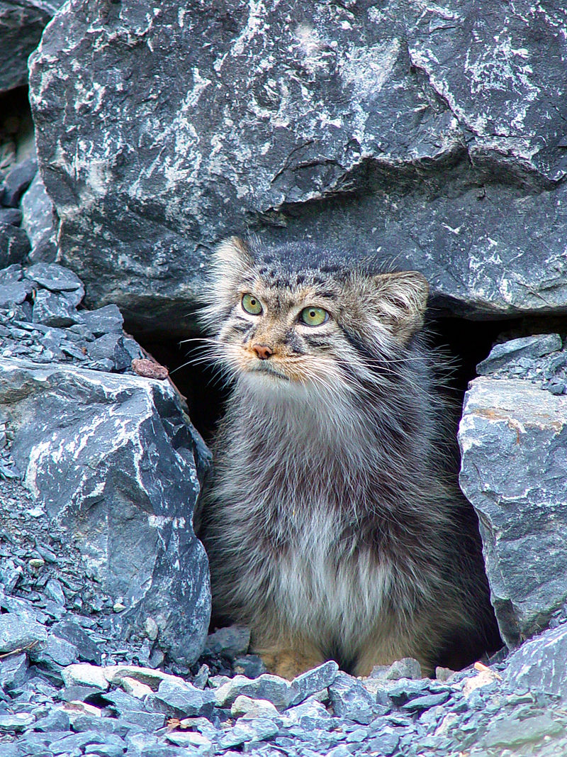 Manul2.jpg