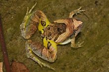 Marbled Pygmy Frog (Microhyla pulchra) 花姬蛙3.jpg
