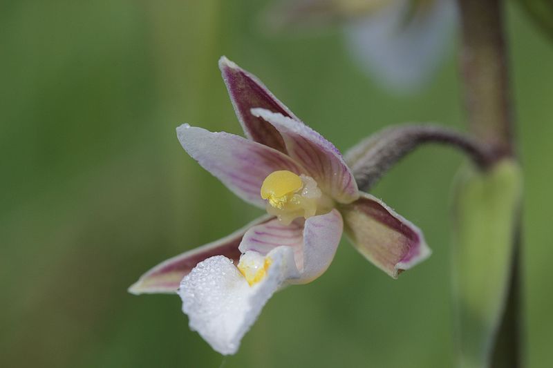 File:Marsh Helleborine - Epipactis palustris (18522886584).jpg