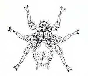 Mastoptera guimaraesi