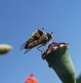 Mating Hoverflies. - Flickr - gailhampshire.jpg