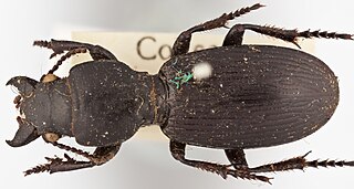 <i>Mecodema curvidens</i> Species of beetle