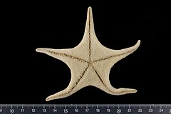 File:Mediaster mollis (MNHN-IE-2013-17229) 03.jpg (Category:Echinodermata in the Muséum national d'histoire naturelle)