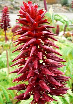 granda melianto (Melianthus major)